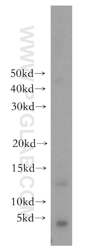 Western Blot (WB) analysis of human brain tissue using POLR2J Polyclonal antibody (16403-1-AP)