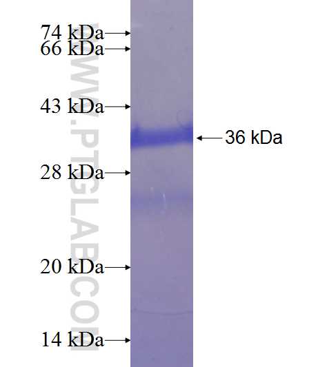 POLR2J fusion protein Ag9520 SDS-PAGE