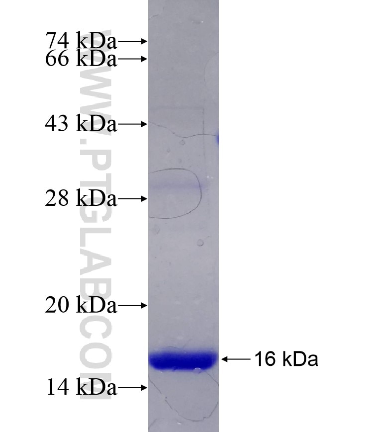 POLR2J fusion protein Ag9946 SDS-PAGE