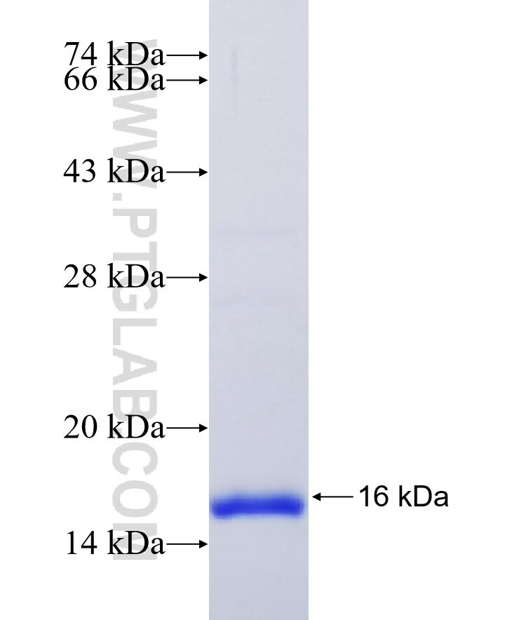 POLR2J fusion protein Ag9946 SDS-PAGE