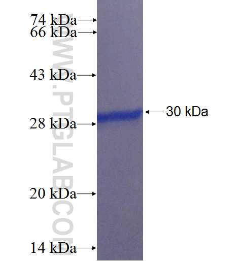 POLR2J2 fusion protein Ag22607 SDS-PAGE