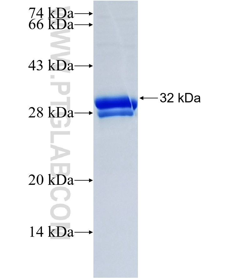 POLR2K fusion protein Ag33765 SDS-PAGE
