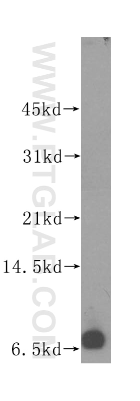 Western Blot (WB) analysis of Raji cells using POLR2L Polyclonal antibody (15779-1-AP)