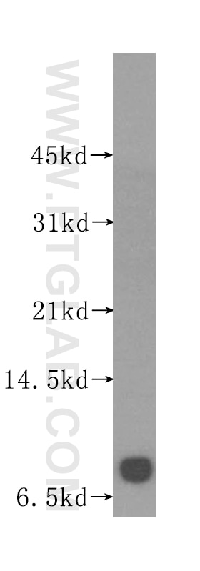 Western Blot (WB) analysis of HeLa cells using POLR2L Polyclonal antibody (15779-1-AP)