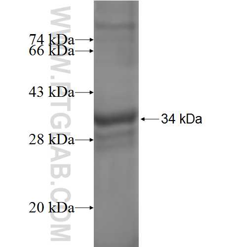 POLR2L fusion protein Ag8468 SDS-PAGE