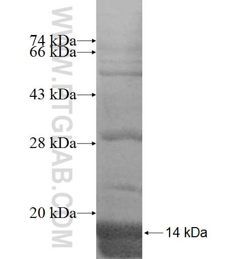 POLR2L fusion protein Ag8814 SDS-PAGE