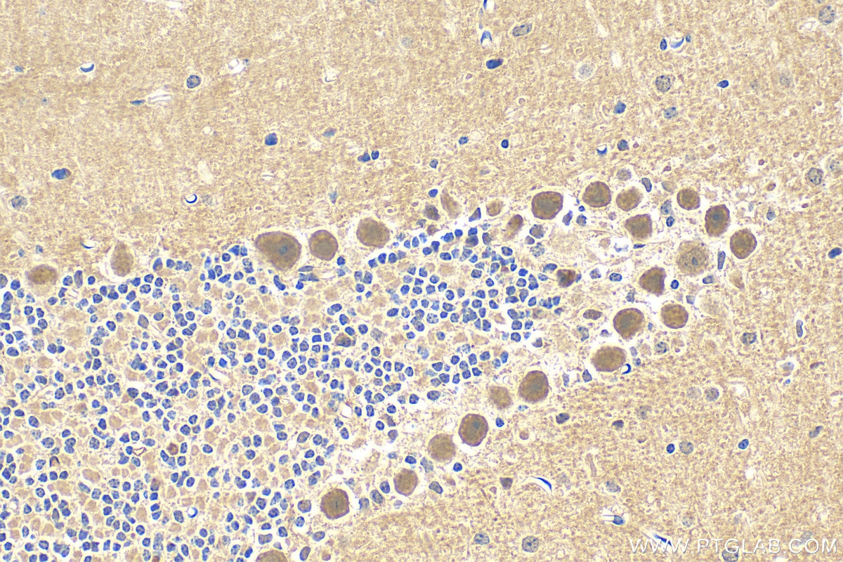 Immunohistochemistry (IHC) staining of mouse cerebellum tissue using POLR3A Polyclonal antibody (17530-1-AP)