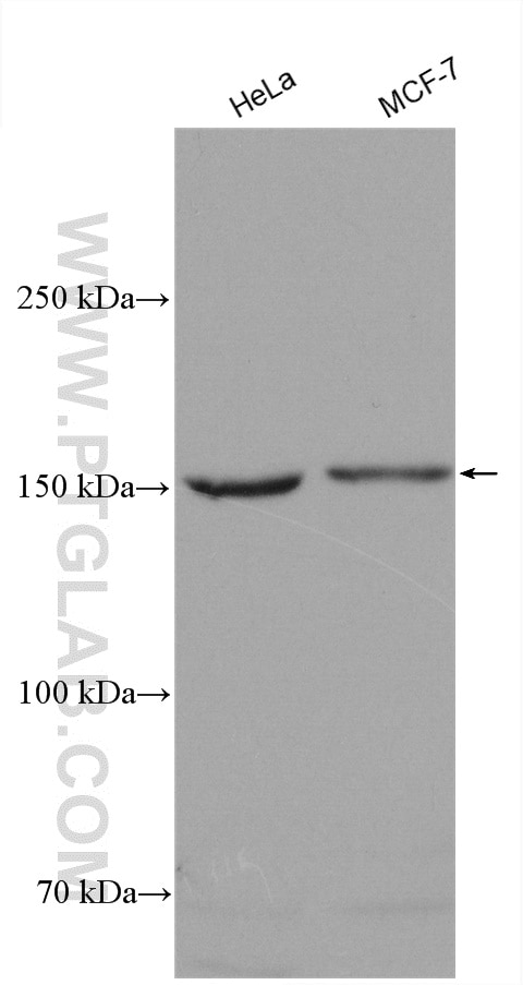 Western Blot (WB) analysis of various lysates using POLR3A Polyclonal antibody (17530-1-AP)