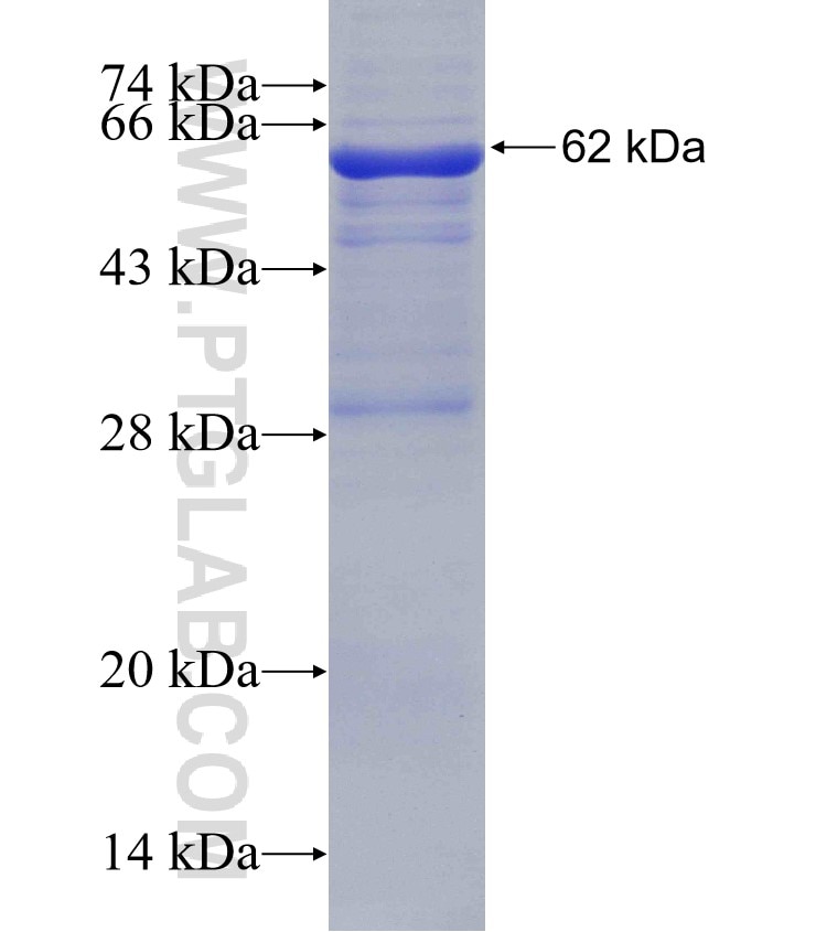 POLR3A fusion protein Ag11536 SDS-PAGE