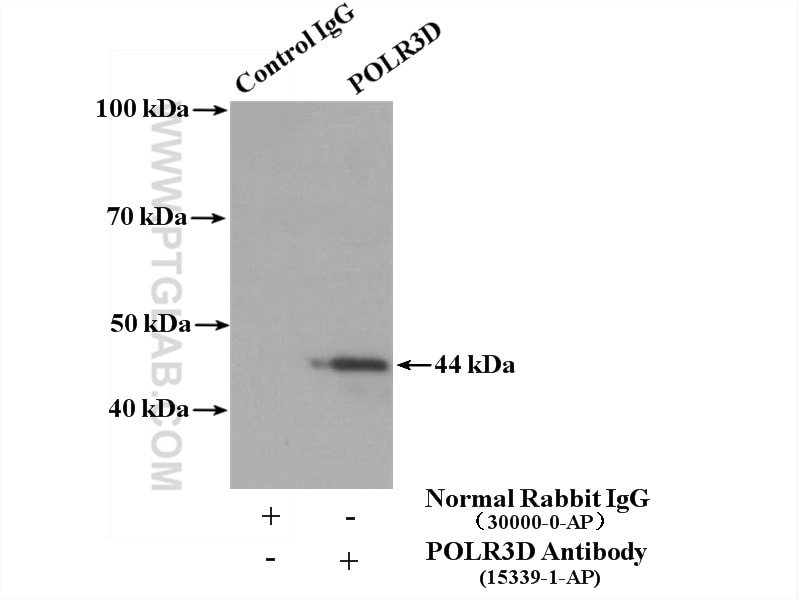 Immunoprecipitation (IP) experiment of HeLa cells using POLR3D Polyclonal antibody (15339-1-AP)