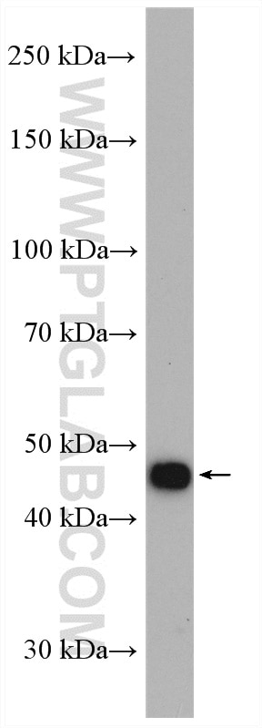 Western Blot (WB) analysis of mouse brain tissue using POLR3D Polyclonal antibody (15339-1-AP)