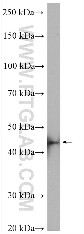 Western Blot (WB) analysis of mouse testis tissue using POLR3D Polyclonal antibody (15339-1-AP)