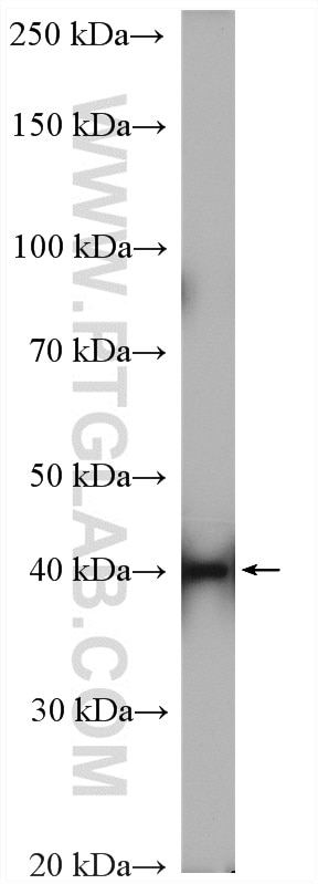 Western Blot (WB) analysis of HeLa cells using POLR3D Polyclonal antibody (15339-1-AP)