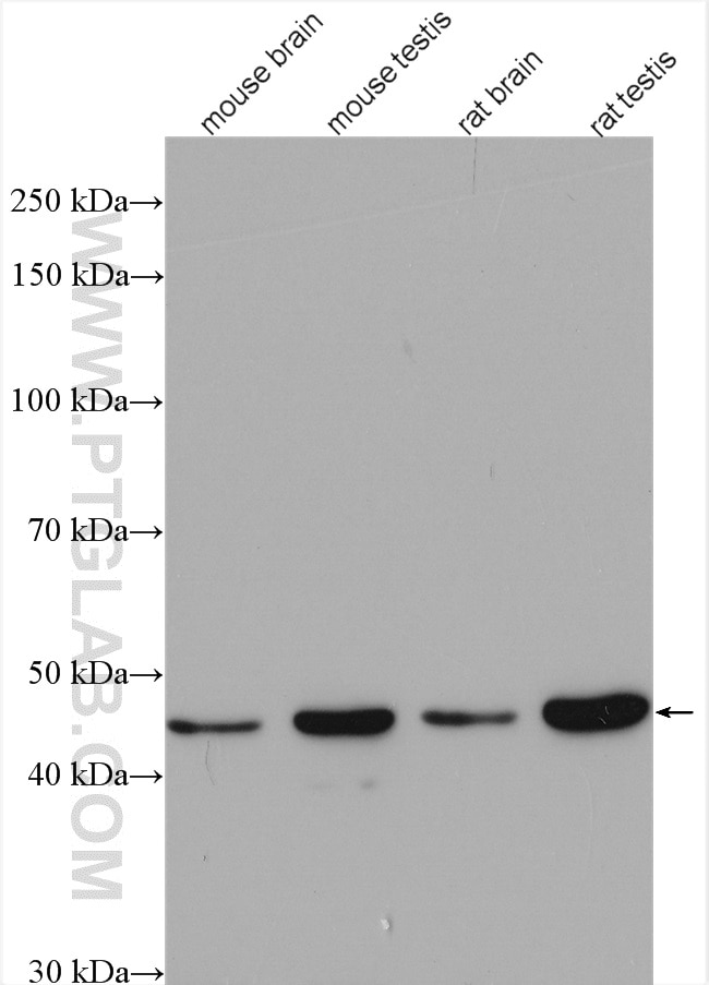 Western Blot (WB) analysis of various lysates using POLR3D Polyclonal antibody (15339-1-AP)