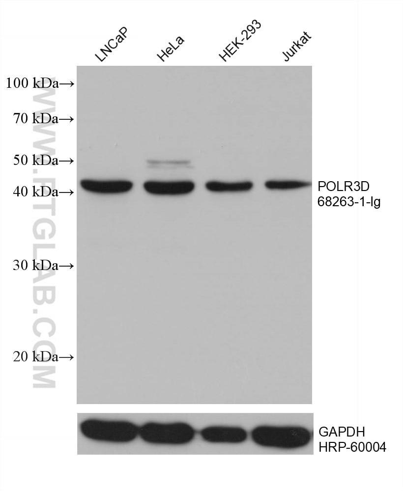 Western Blot (WB) analysis of various lysates using POLR3D Monoclonal antibody (68263-1-Ig)