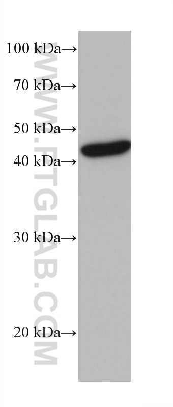 Western Blot (WB) analysis of K-562 cells using POLR3D Monoclonal antibody (68263-1-Ig)