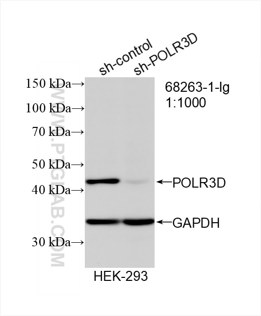 Western Blot (WB) analysis of HEK-293 cells using POLR3D Monoclonal antibody (68263-1-Ig)