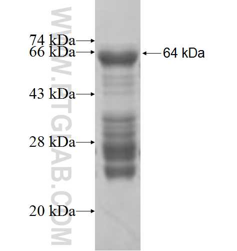 POLR3D fusion protein Ag7542 SDS-PAGE