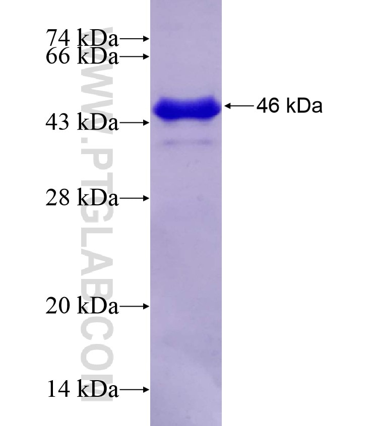 POLR3D fusion protein Ag7646 SDS-PAGE