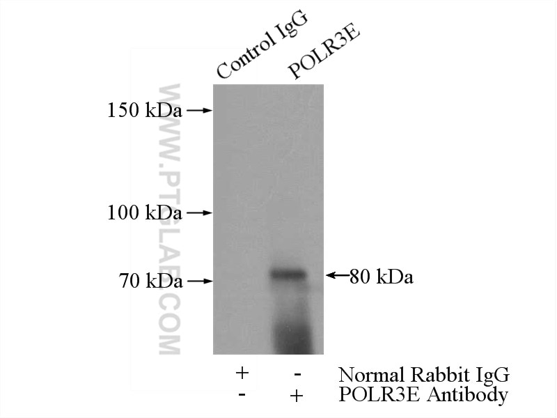 Immunoprecipitation (IP) experiment of PC-3 cells using POLR3E Polyclonal antibody (15022-1-AP)
