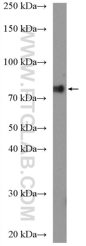 Western Blot (WB) analysis of PC-3 cells using POLR3E Polyclonal antibody (15022-1-AP)