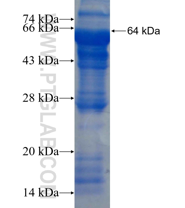 POLR3E fusion protein Ag7098 SDS-PAGE