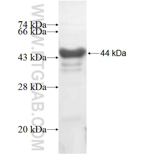 POLR3E fusion protein Ag7231 SDS-PAGE