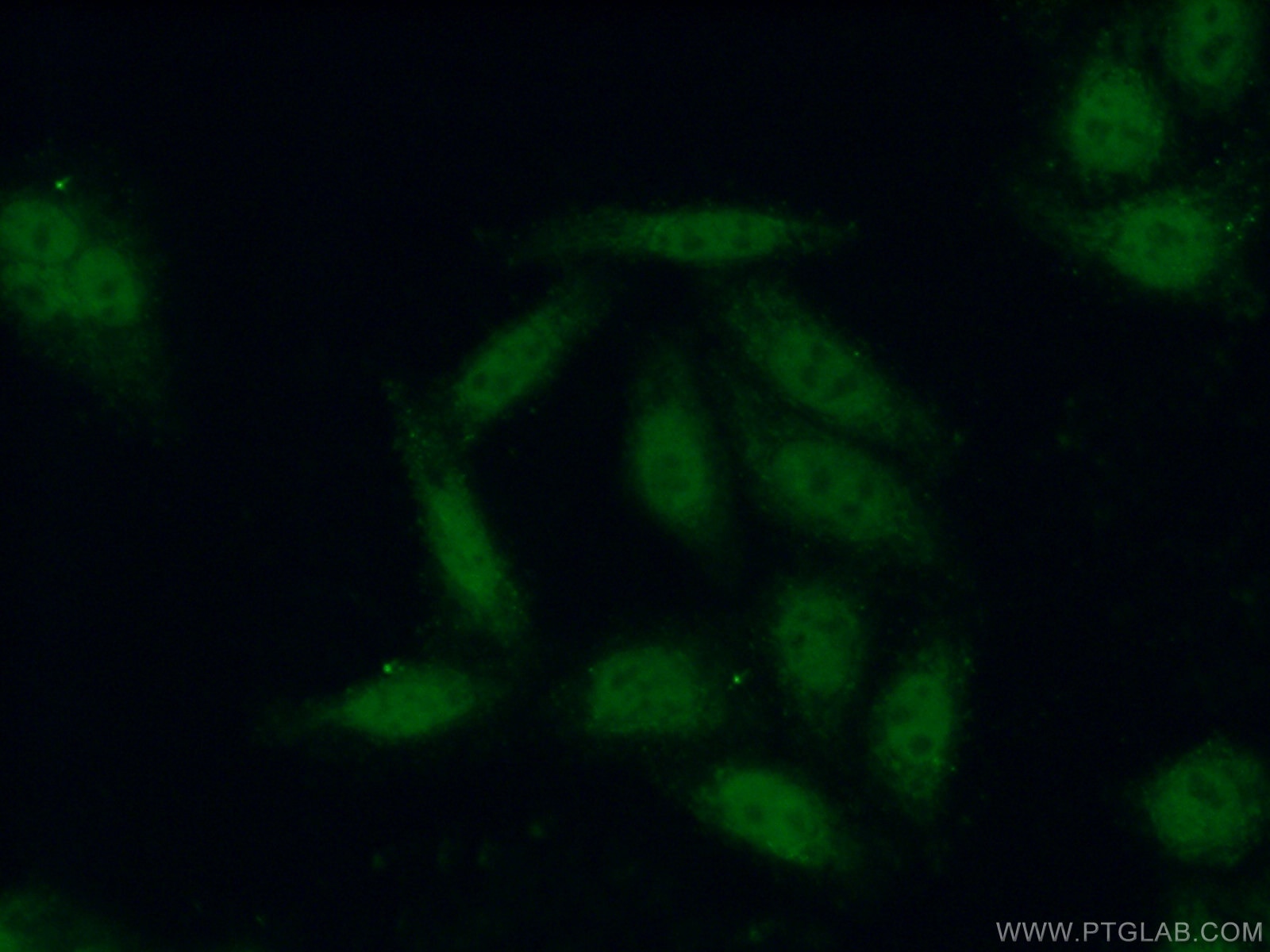 Immunofluorescence (IF) / fluorescent staining of HepG2 cells using POLR3F Polyclonal antibody (16044-1-AP)