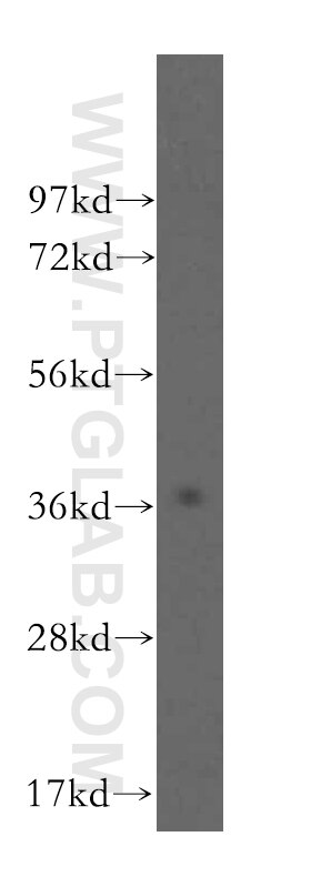 Western Blot (WB) analysis of BxPC-3 cells using POLR3F Polyclonal antibody (16044-1-AP)