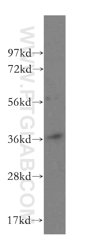 Western Blot (WB) analysis of HeLa cells using POLR3F Polyclonal antibody (16044-1-AP)