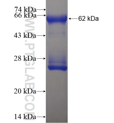 POLR3F fusion protein Ag8935 SDS-PAGE