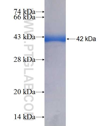 POLR3F fusion protein Ag9188 SDS-PAGE