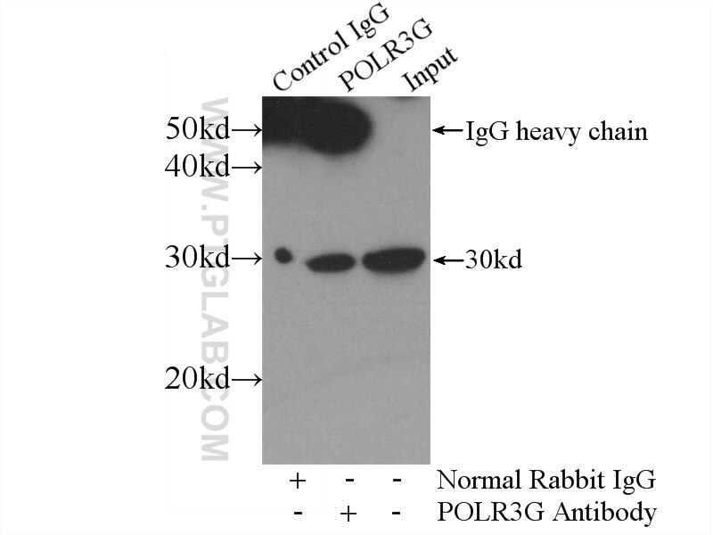 Immunoprecipitation (IP) experiment of HeLa cells using POLR3G Polyclonal antibody (24701-1-AP)