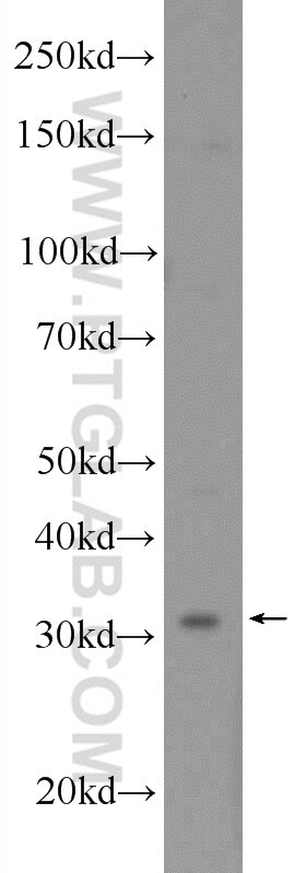 Western Blot (WB) analysis of K-562 cells using POLR3G Polyclonal antibody (24701-1-AP)