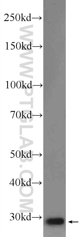 Western Blot (WB) analysis of HEK-293 cells using POLR3G Polyclonal antibody (24701-1-AP)