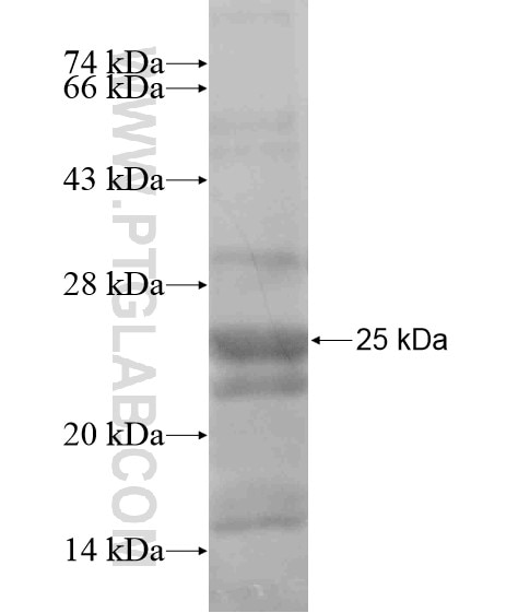POLR3G fusion protein Ag19872 SDS-PAGE