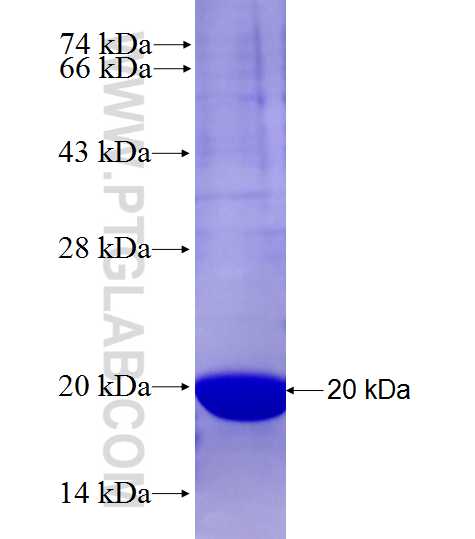POLR3GL fusion protein Ag27955 SDS-PAGE