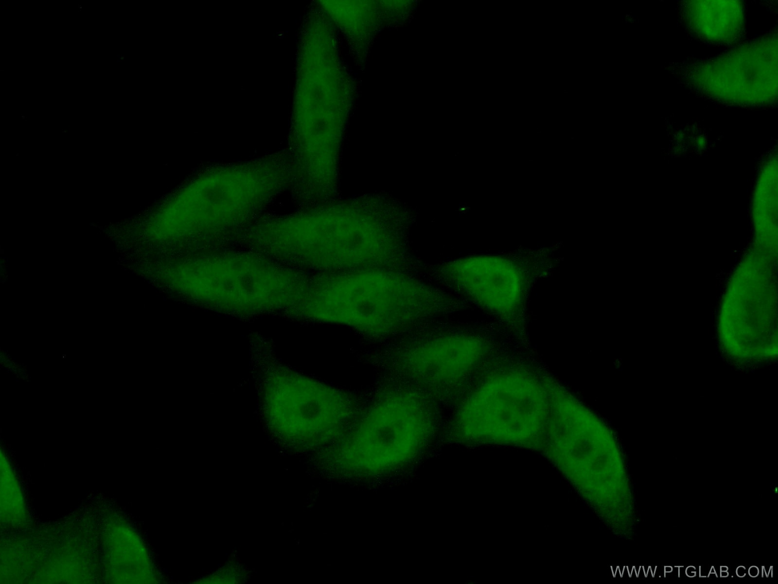 Immunofluorescence (IF) / fluorescent staining of HeLa cells using POLR3H Polyclonal antibody (16423-1-AP)