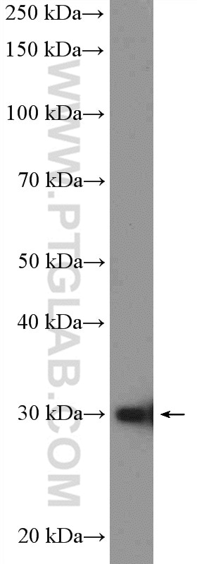 Western Blot (WB) analysis of HeLa cells using POLR3H Polyclonal antibody (16423-1-AP)