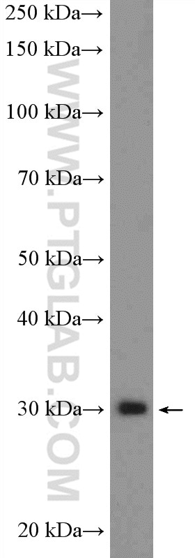 Western Blot (WB) analysis of HeLa cells using POLR3H Polyclonal antibody (16423-1-AP)