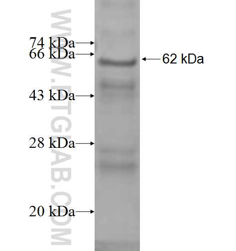 POLR3H fusion protein Ag9624 SDS-PAGE