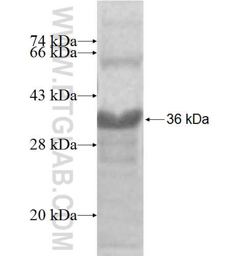 POLR3H fusion protein Ag9639 SDS-PAGE