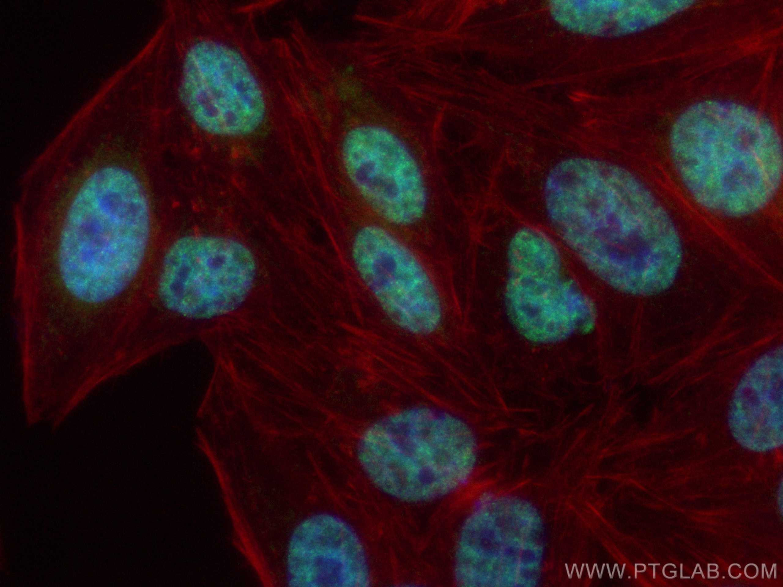 IF Staining of HepG2 using CL488-11084