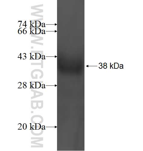 POLR3K fusion protein Ag1564 SDS-PAGE