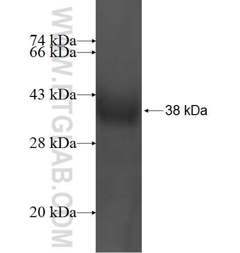 POLR3K fusion protein Ag1564 SDS-PAGE
