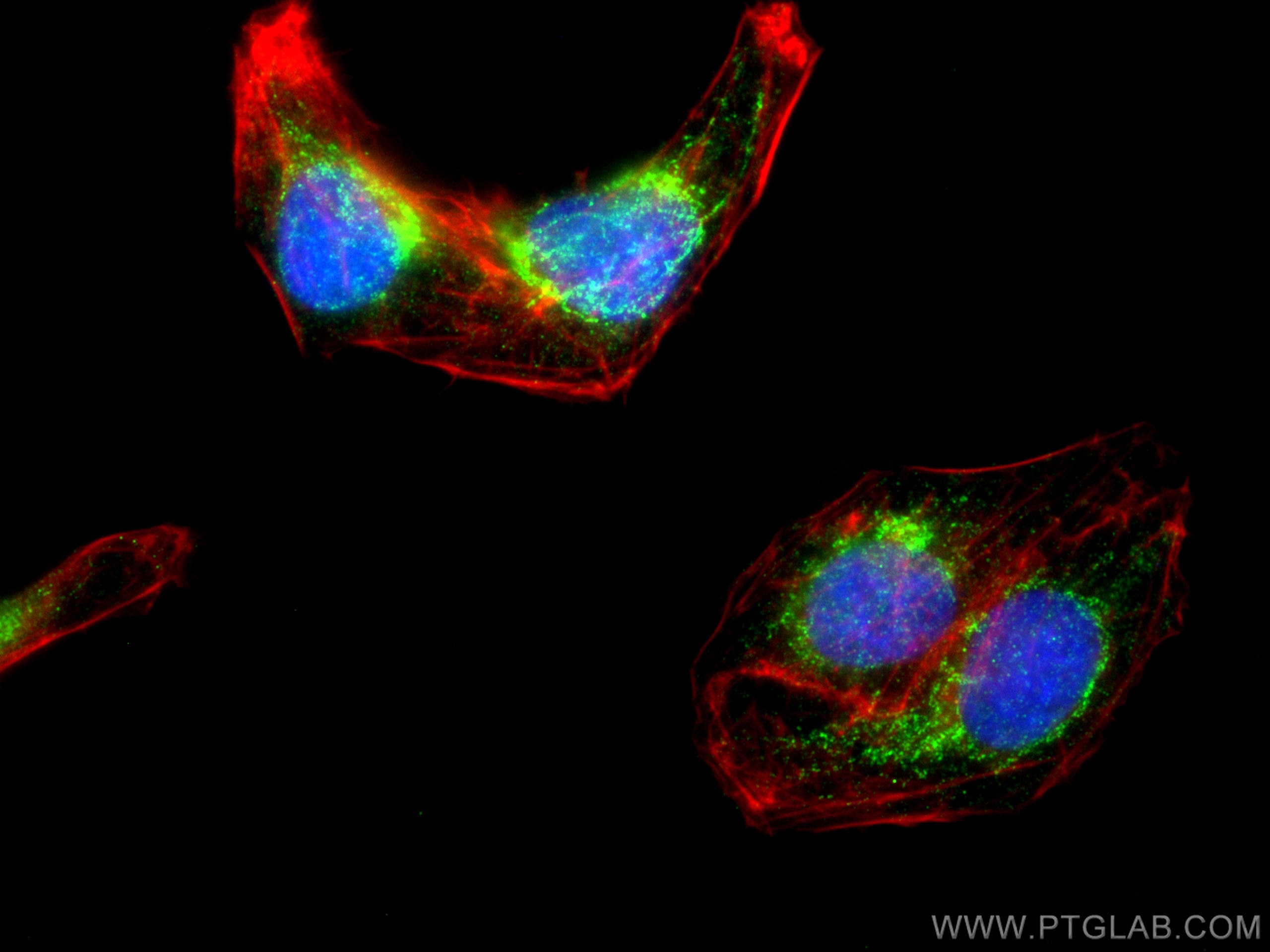 Immunofluorescence (IF) / fluorescent staining of U2OS cells using POLRMT Polyclonal antibody (17748-1-AP)