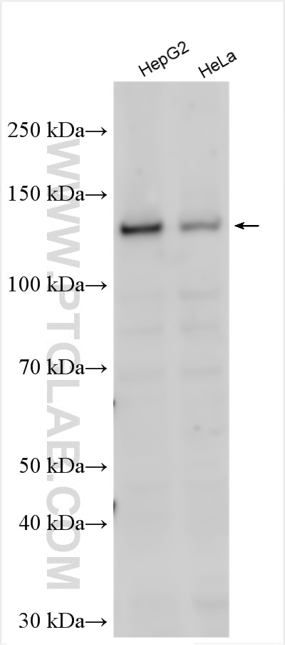 Western Blot (WB) analysis of various lysates using POLRMT Polyclonal antibody (17748-1-AP)