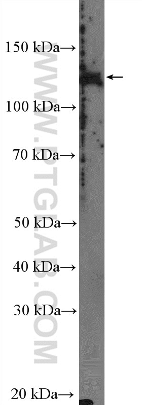 Western Blot (WB) analysis of COLO 320 cells using POLRMT Polyclonal antibody (17748-1-AP)