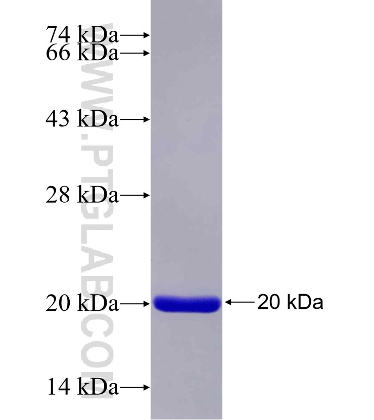POLRMT fusion protein Ag25699 SDS-PAGE