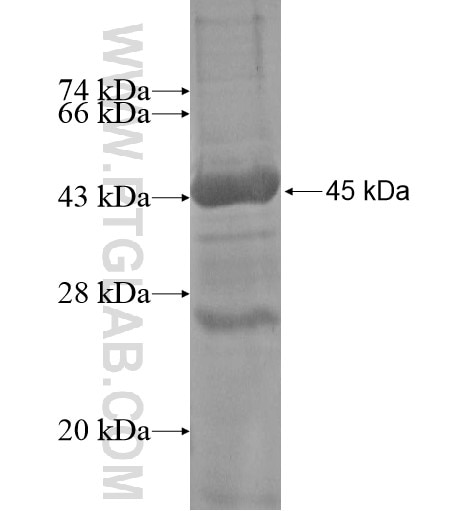 POLRMT fusion protein Ag12216 SDS-PAGE